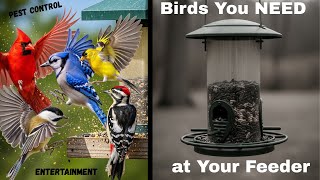 Top 5 Birds You NEED at Your Feeder (Proven Pest Control + Free Entertainment)