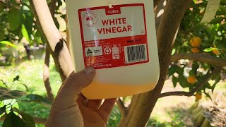 Making The Best Fruit Fly Trap That Actually Works!