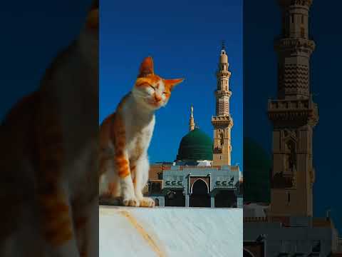 #القبة_الخضراء