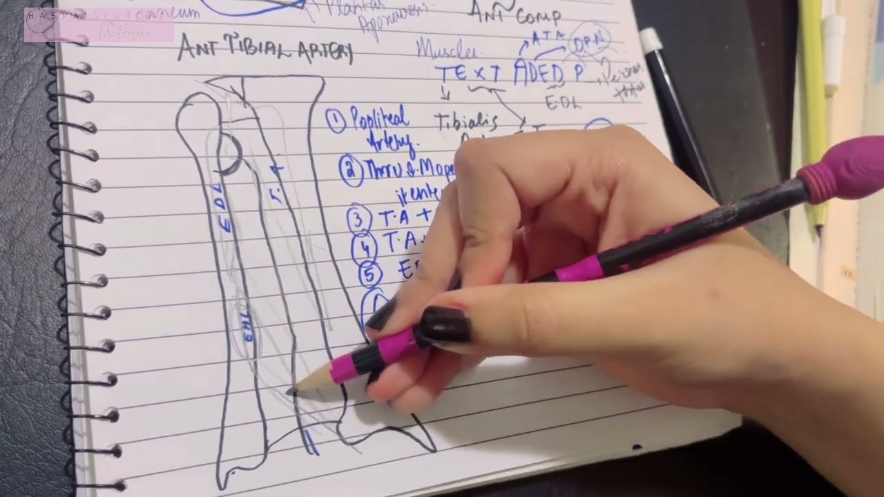 Передняя большеберцовая артерия | Глубокий малоберцовый нерв | Передний отдел голени | Нервно-нер...