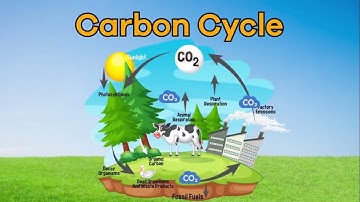 The Carbon Cycle Explained!