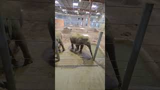 This is Why Cincinnati Zoo is Voted #1 in the Country"