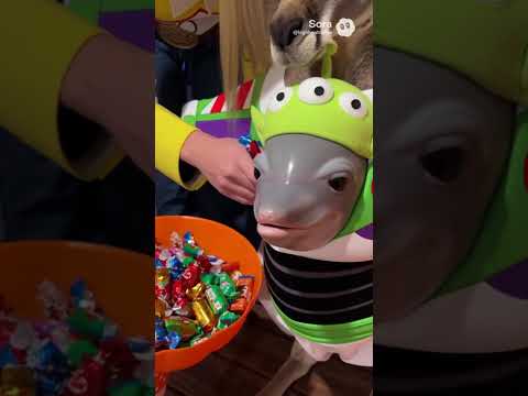 زي كنغر حلوى أم خدعة مع دولفين وجراب من سلسلة ألعاب قصة لعبة سورا 2 آي