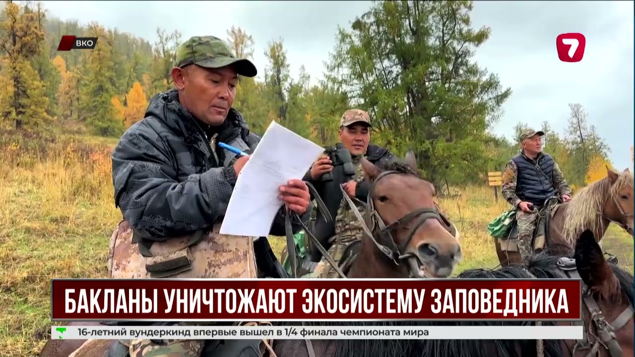 Бакланы уничтожают экосистему Маркакольского заповедника