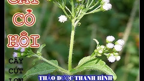 Cây Cỏ Hôi | Cách điều trị viêm xoang bằng cây cỏ hôi | Thảo Dược Thanh Bình