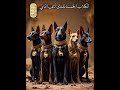 الكلب في مصر القديمة من سلسلة عالم الحيوان في مصر القديمةاعداد وتقديم هاني غالي 