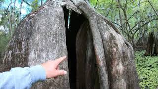 Cypress Tree Adventure in The Green Swamp