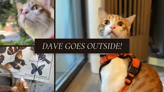 Dave the Cat Goes Outside! by IndoorOutdoorKat 1,995 views 10 months ago 7 minutes, 48 seconds