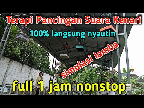Simulasi Lomba Kenari - Tes mental kenari anda