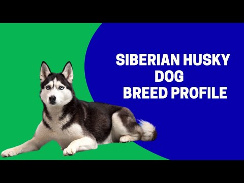Video: Alaskan Husky Dog Breed Allergivenlig, Sundhed Og Levetid