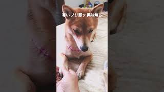 【大人】朝活はコンプ 説明をし遊びに誘うもスルーハハより大人な対応のミナト #shorts #豆柴 #柴犬
