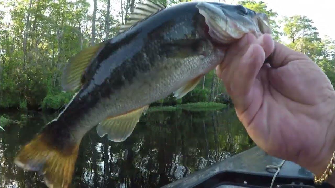 Fishing Black River South Carolina June 2022. YouTube
