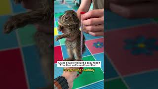 Bunny's Warmth #animals #wildliferescue #lovestory #cute #rescueefforts #rescue #bunny #rabbit