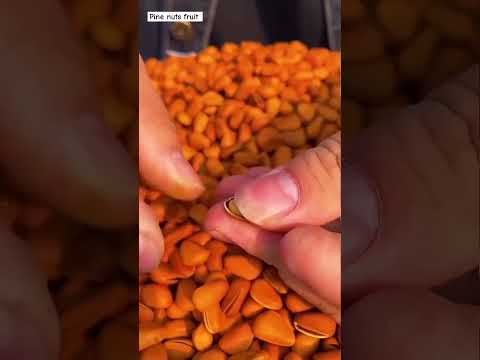 حبوب الصنوبر
