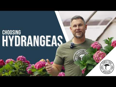Hydrangea Types for Kansas City Gardens: Which One Is Right for