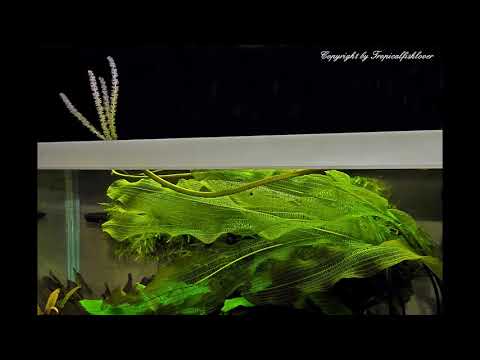 Video: Amphibien-Aponogeton Abessinier