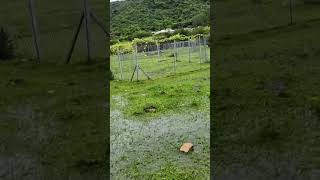 in Hongkong buffaloes has a freedom to walk Around and live as normal #freedom #nature #buffalo