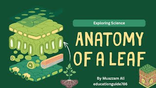 Structure of Leaf 🍀| Leaf Anatomy | Plants study | Parts and Functions of Leaf #education #plants 🌱
