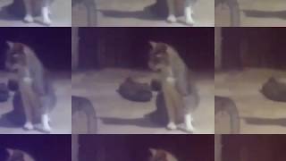Cat to mouse hunting