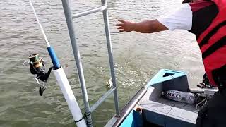 Strike Ikan Putih di Muara Gayang