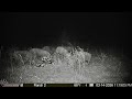 I caught the entire sounder of 23 wild hogs within 4 hours of setting the trap out!!!