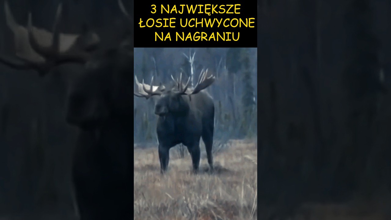 3 GIGANTYCZNE ŁOSIE UCHWYCONE NA NAGRANIU! 3 BIGGEST MOOSE EVER RECORDED ON CAMERA