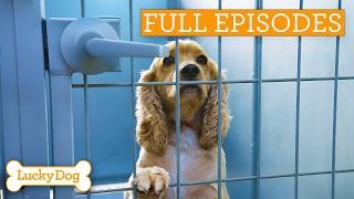 Incredible Connection Between Rescue Dog And Autistic Girl!| Lucky Dog Double Episode