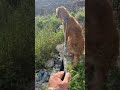 #goldenretriever #puppy #cutedog #sub #explore #1k #fun #viral #subscribe #travel #summer #newyork