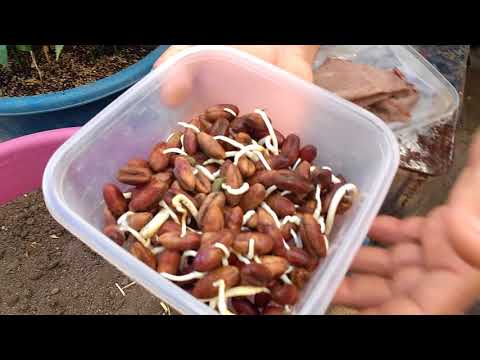 فيديو: بداية بذور جوز الهند بيليه - كيفية استخدام أقراص جوز الهند لزراعة البذور