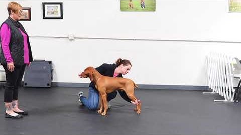 How to stack your dog