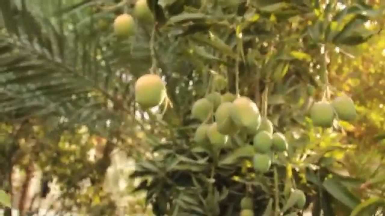 زراعة المنجا في القطيف مزرعة السنابل في الجش