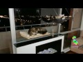 Cama De Gato Para Ventana