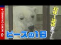 “日本初”人工哺育に成功したホッキョクグマ・ピース(23)の1日に密着!<NEWS CH.4>