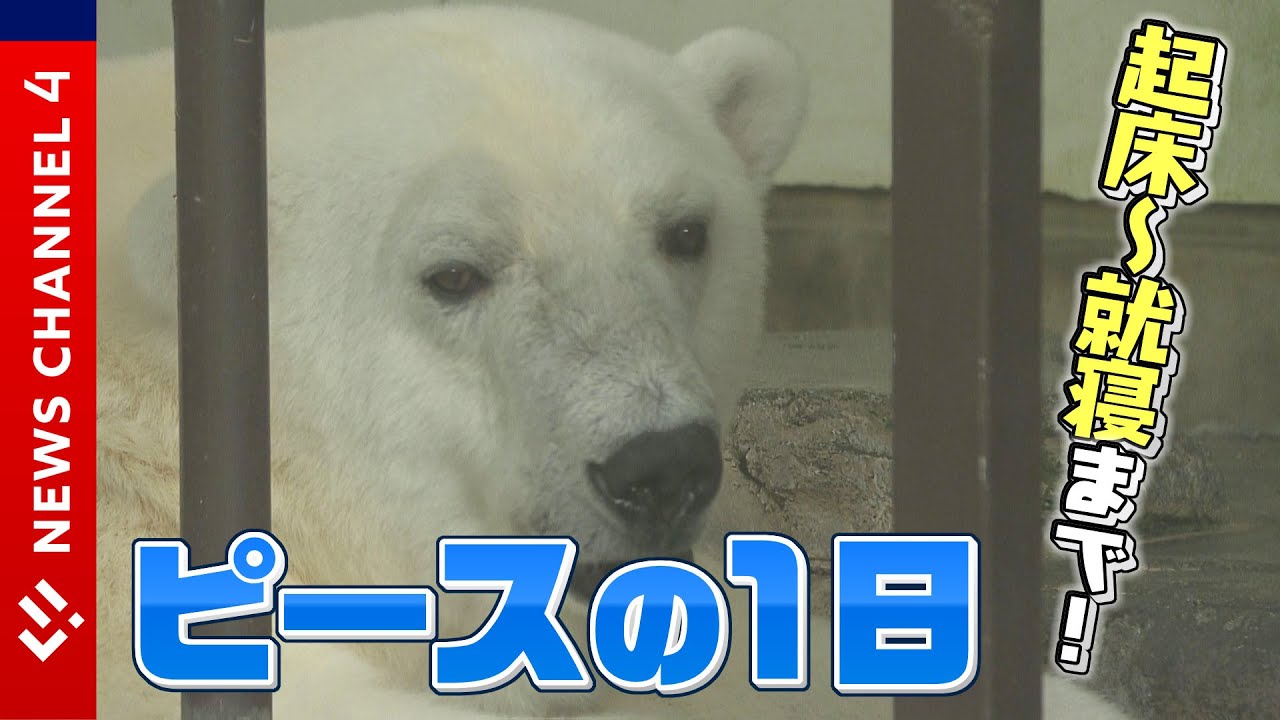 “日本初”人工哺育に成功したホッキョクグマ・ピース(23)の１日に密着！＜NEWS CH.4＞