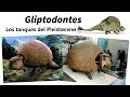 Gliptodontes. Conoce a los tanques del Pleistoceno