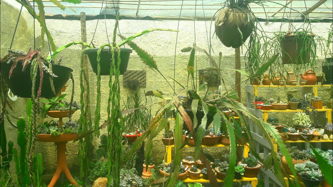 minha Coleção  CACTOS PENDENTES #RIPSALES