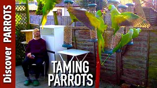 Taming Wild Parrots | Discover PARROTS by Discover PARROTS 7,448 views 4 years ago 1 minute, 28 seconds