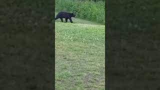 Bear at mt Washington  hotel