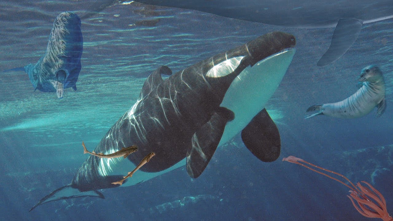 5 Hewan yang Berpotensi Mengalahkan Paus Orca