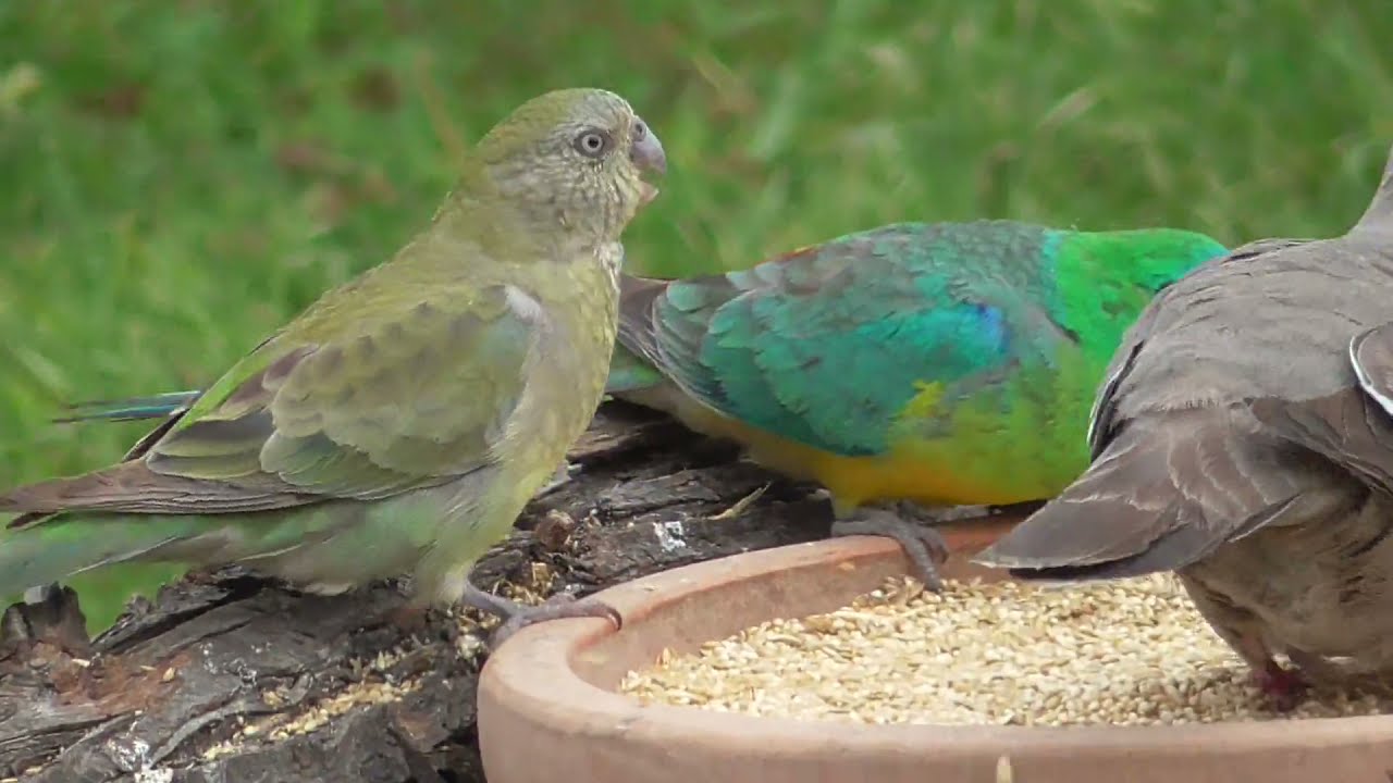 RED RUMPED GRASS PARROTS CRESTED PIGEONS GALAHS