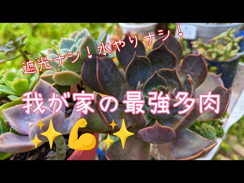 〈多肉〉遮光ナシ！水やりナシ！それでも元気！我が家の最強多肉💪✨