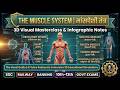 मांसपेशी तंत्र (The Muscular System) 3D Infographic Notes | Biology for 10th-12th , SSC &amp; All Exams