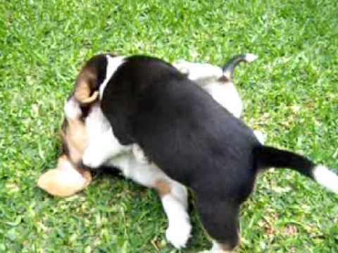 Beagle Per - Cachorros de Tammy jugando en el jardn