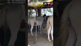 #horse #love❣️💖❤️🩹 #ihavethisthingwithplants #lifeisbutadream