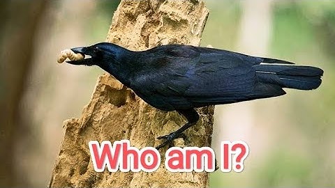 Who am I? Class 3 |Flying high| Puzzles| Reasonig#evs Crow