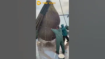شوف أكبر كمية سمك الناس دي اصطادوها مش هتصدق 