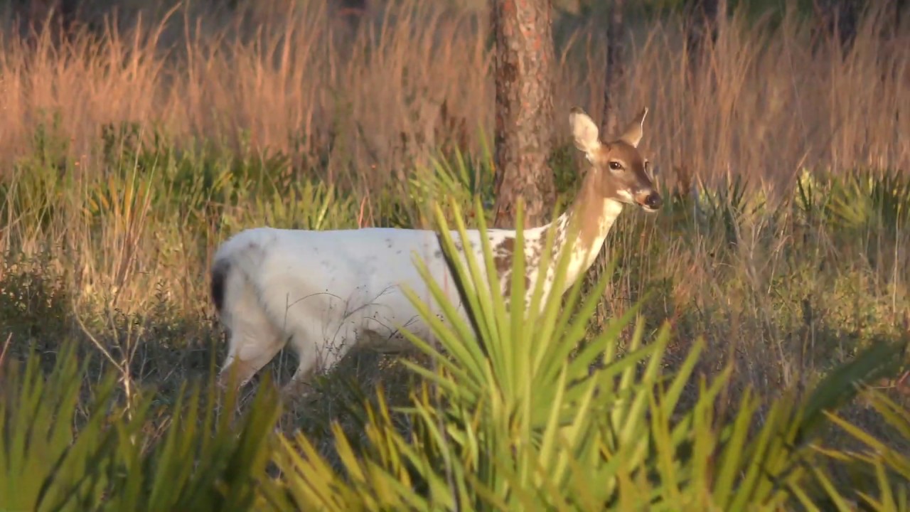 Ochlockonee River State Park FL 2020 YouTube