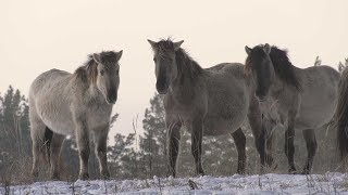 ПАРК ПРИРОДИ БЕРЕМИЦЬКЕ