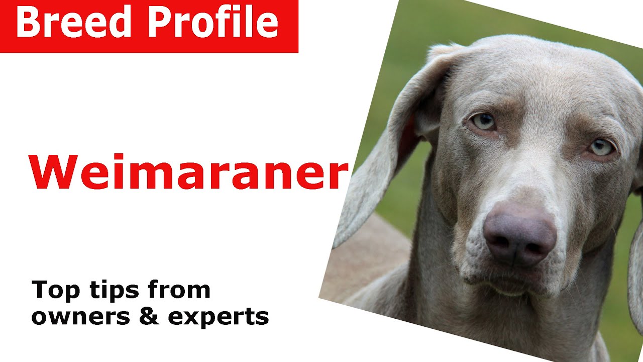 Weimaraner Dog Breed Guide