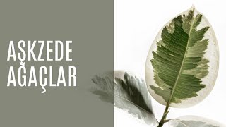 Aşkzede Ağaçlar - Zeynep Erol